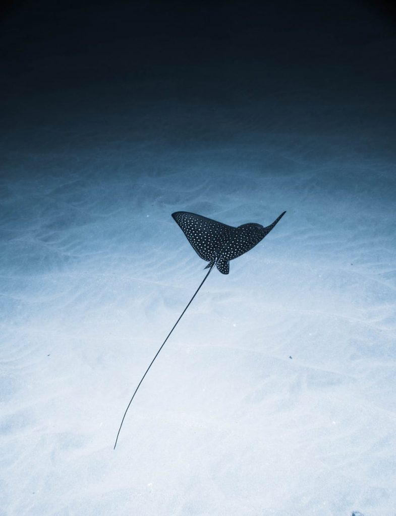 aetobatus narinari cartilaginous fish swimming underwater of blue sea