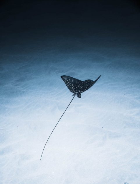 aetobatus narinari cartilaginous fish swimming underwater of blue sea