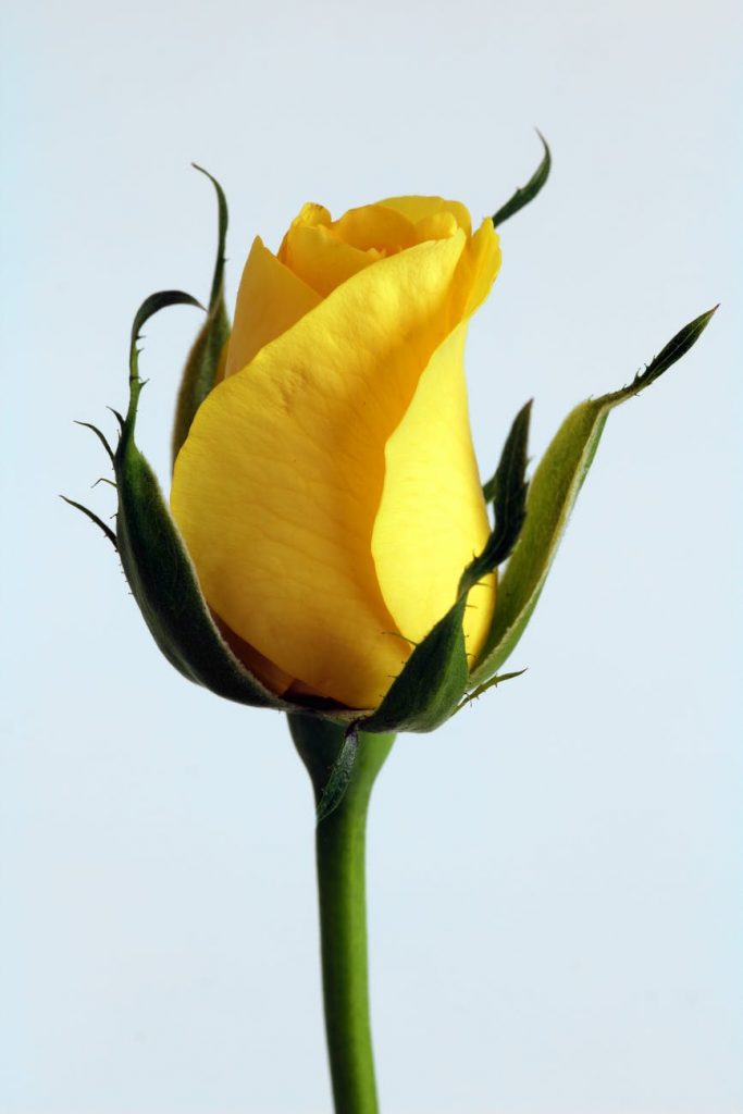 yellow rose